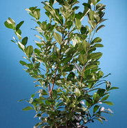Kirschlorbeer Etna - Prunus laurocerasus Etna gnstig kaufen