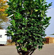 Kirschlorbeer Etna - Prunus laurocerasus Etna gnstig kaufen