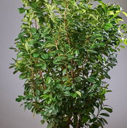 Kirschlorbeer Etna - Prunus laurocerasus Etna gnstig kaufen