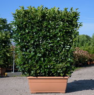 Kirschlorbeer Etna - Prunus laurocerasus Etna gnstig kaufen
