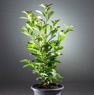 philodendron ampel Philodendron Micans – VI Plant Shop main image 0