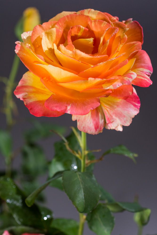 Edelrose Marvelle Rosa Marvelle® günstig kaufen