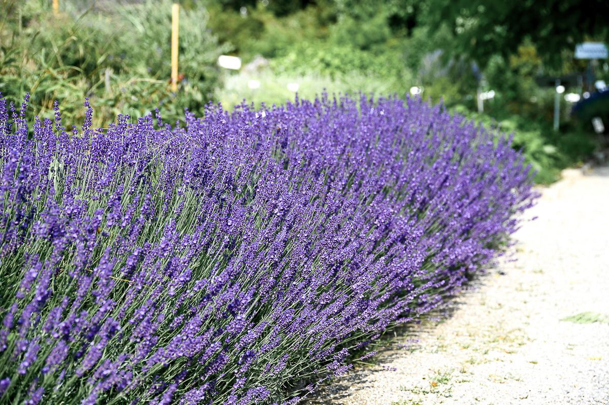 Echter Lavendel Lavandula angustifolia günstig kaufen