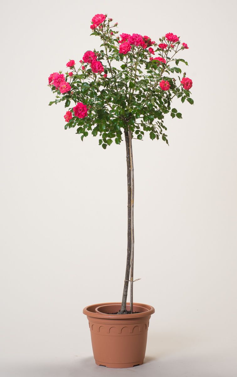 Heidefeuer Flower Carpet Beetrose Rosa Heidefeuer günstig kaufen