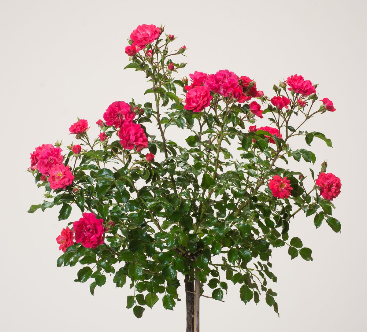 Heidefeuer Flower Carpet Beetrose Rosa Heidefeuer günstig kaufen