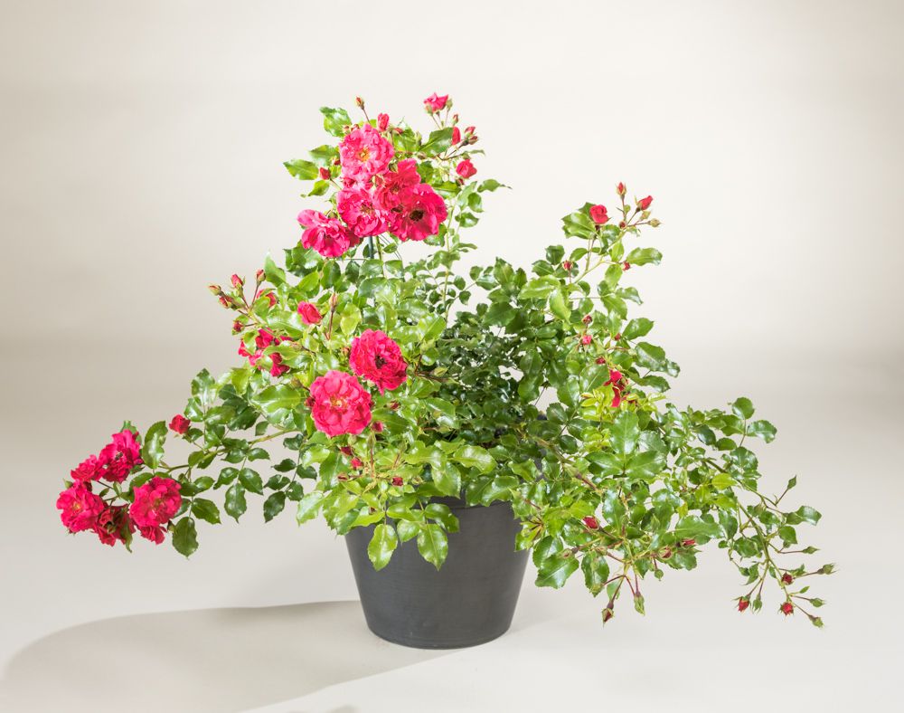 Heidefeuer Flower Carpet Beetrose Rosa Heidefeuer günstig kaufen