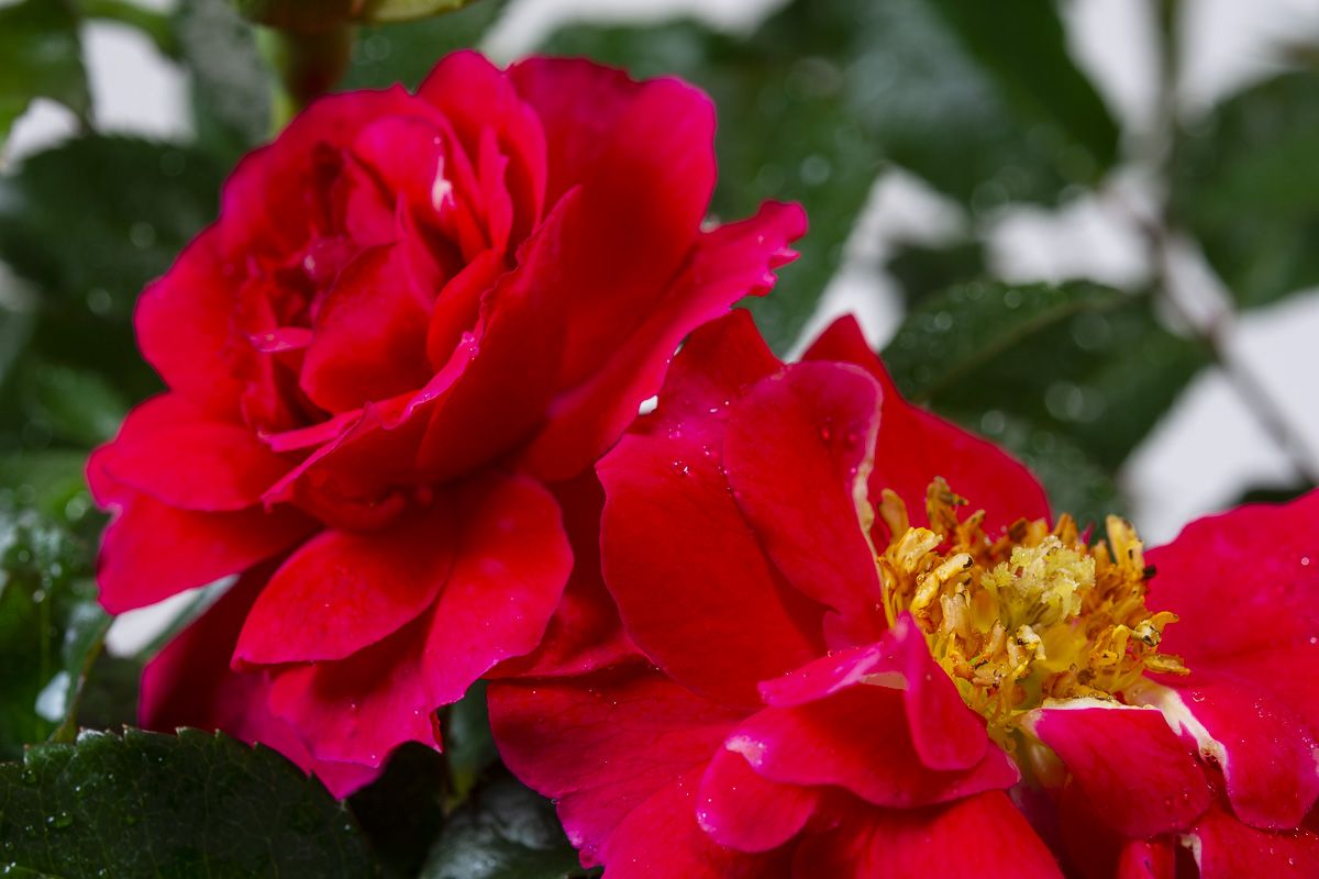 Heidefeuer Flower Carpet Beetrose Rosa Heidefeuer günstig kaufen