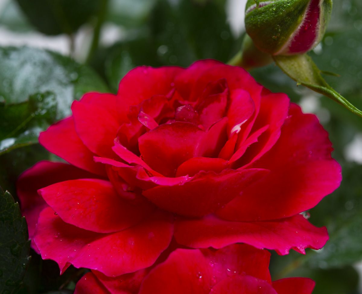 Heidefeuer Flower Carpet Beetrose Rosa Heidefeuer günstig kaufen