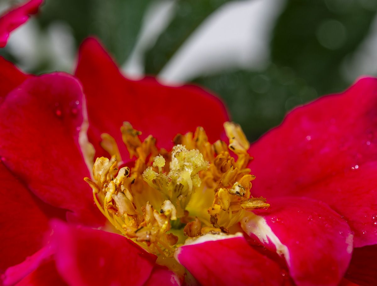 Heidefeuer Flower Carpet Beetrose Rosa Heidefeuer günstig kaufen
