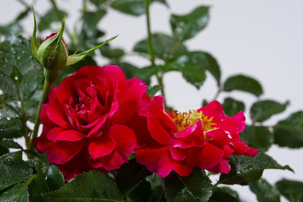 Heidefeuer Flower Carpet Beetrose Rosa Heidefeuer günstig kaufen