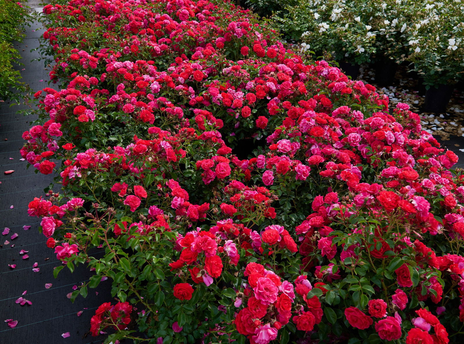 Heidefeuer Flower Carpet Beetrose Rosa Heidefeuer günstig kaufen