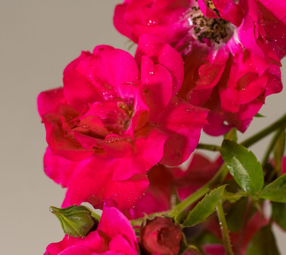 Heidefeuer Flower Carpet Beetrose Rosa Heidefeuer günstig kaufen