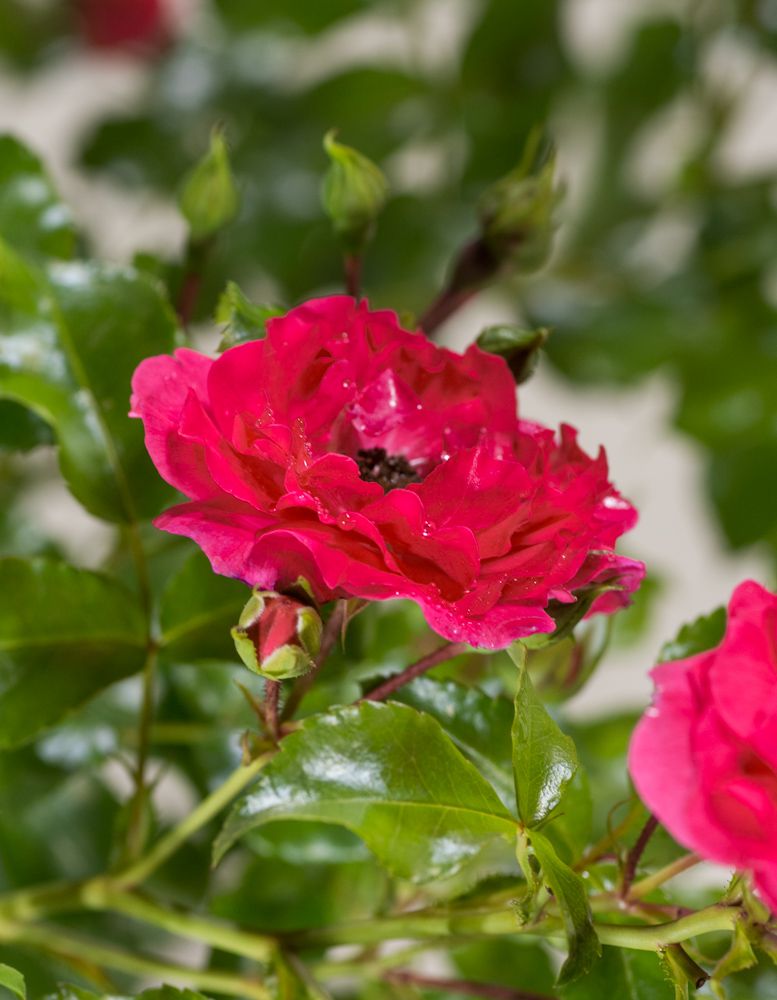 Heidefeuer Flower Carpet Beetrose Rosa Heidefeuer günstig kaufen