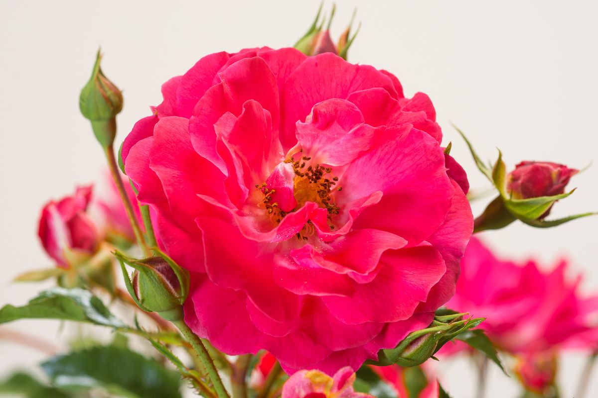 Heidefeuer Flower Carpet Beetrose Rosa Heidefeuer günstig kaufen