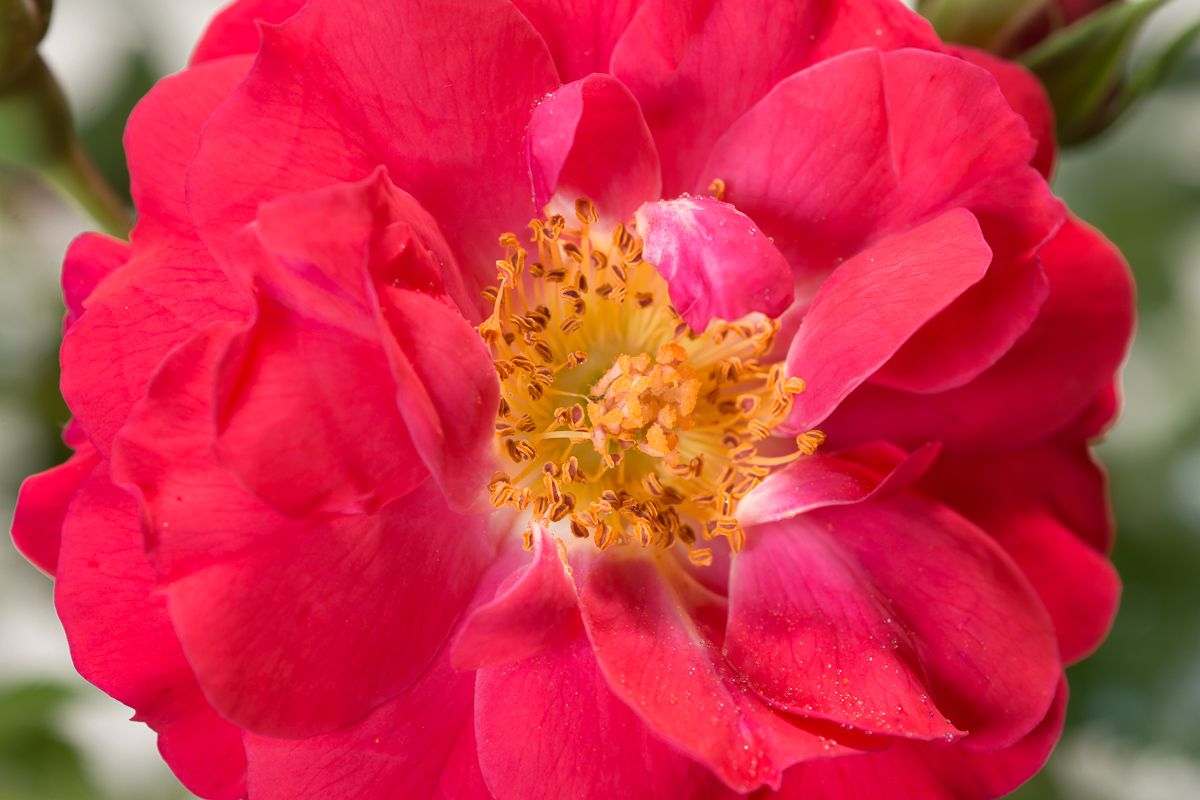 Heidefeuer Flower Carpet Beetrose Rosa Heidefeuer günstig kaufen