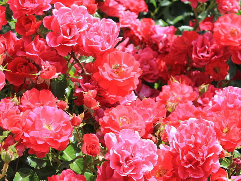 Heidefeuer Flower Carpet Beetrose Rosa Heidefeuer günstig kaufen