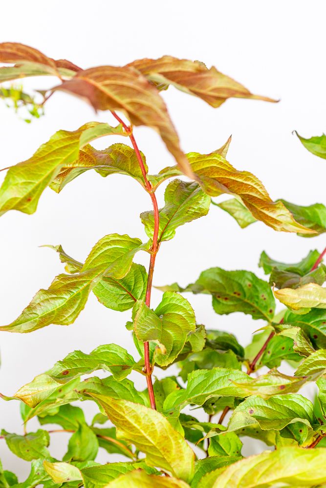 Amerikanische Weigelie Dise Diervilla sessilifolia Dise günstig kaufen