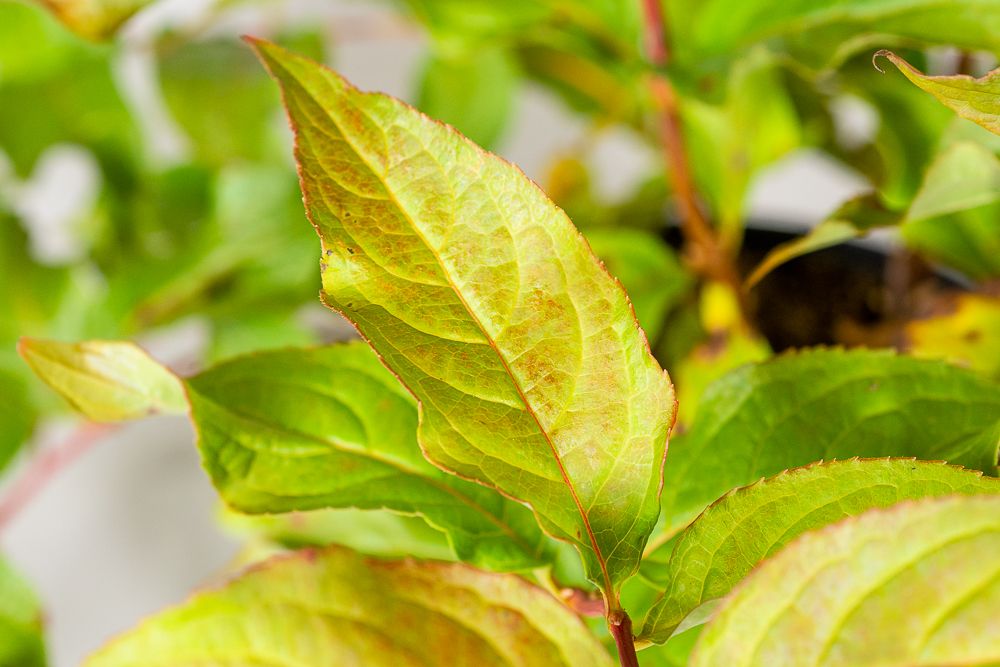 Amerikanische Weigelie Dise Diervilla sessilifolia Dise günstig kaufen