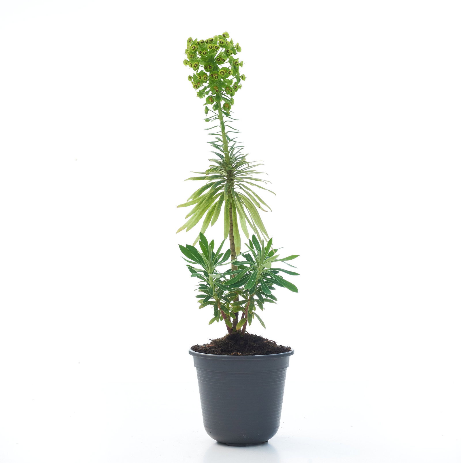 Wolfsmilch Characias - Euphorbia characias Characias gnstig kaufen