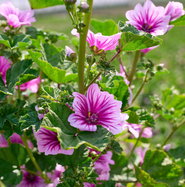Malve Zebrina - Malva sylvestris Zebrina gnstig kaufen