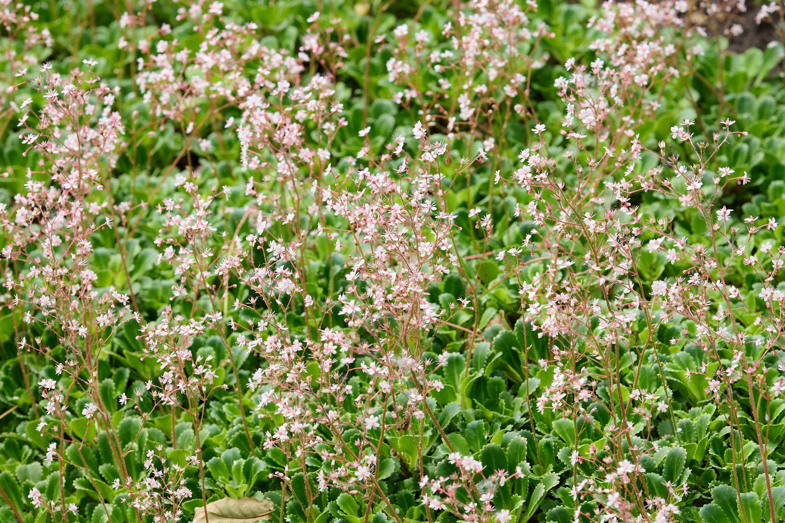 thymian als zimmerpflanze Thymian Deutscher Winter Saatgut  Kchenkruter