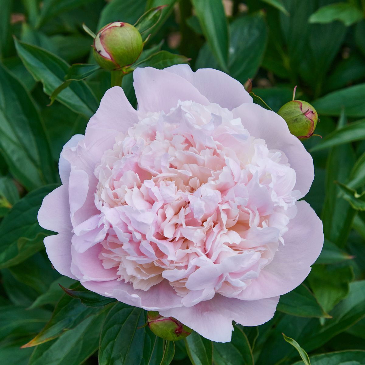 Pfingstrose Madame Calot - Paeonia lactiflora Madame Calot günstig kaufen
