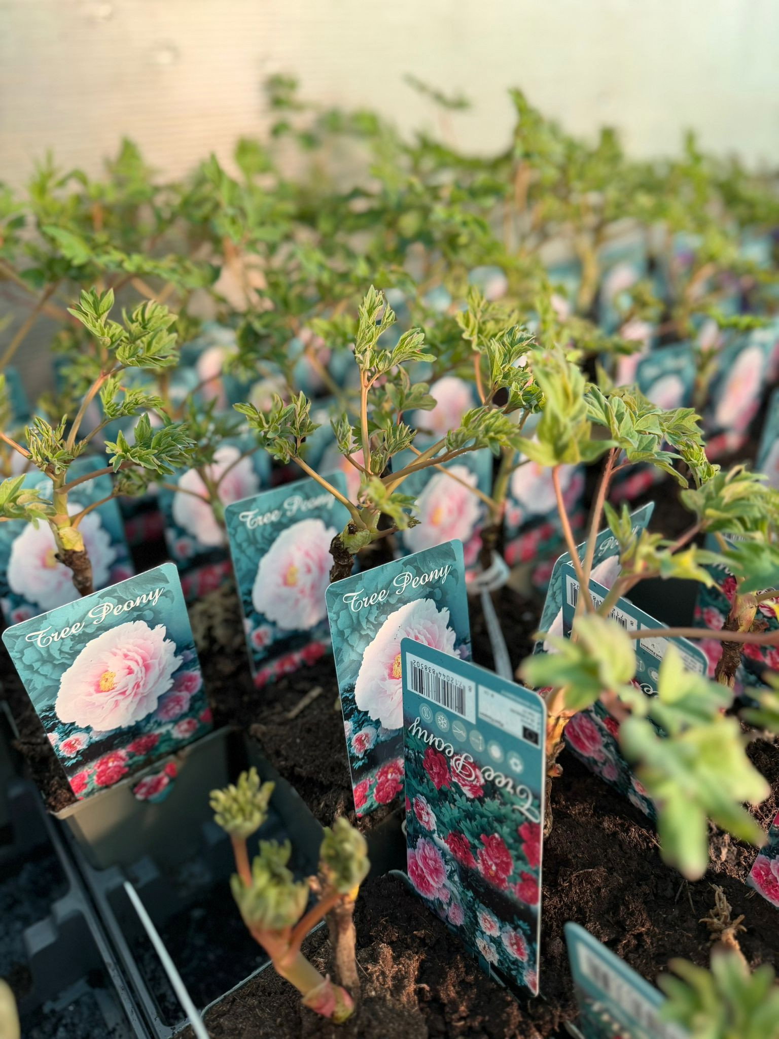 Baumponie - Paeonia suffruticosa, rosa gnstig kaufen