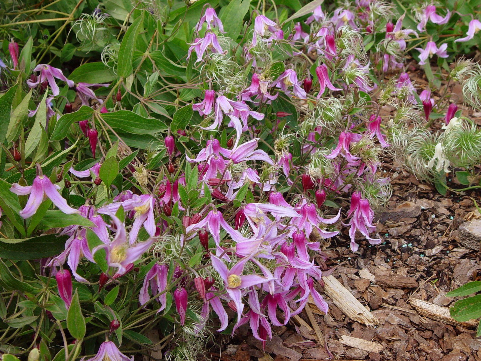 Stauden-Waldrebe Hanajima - Clematis integrifolia Hanajima gnstig kaufen