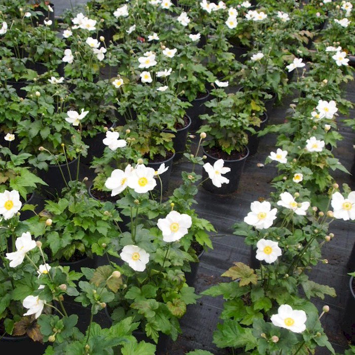 Herbstanemone Anemone 'Honorine Jobert' - Biologisch weiβ - Winterhart