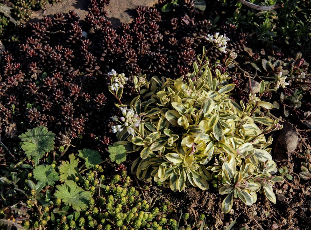 Gnsekresse Variegata - Arabis ferdinandi coburgi Variegata gnstig kaufen