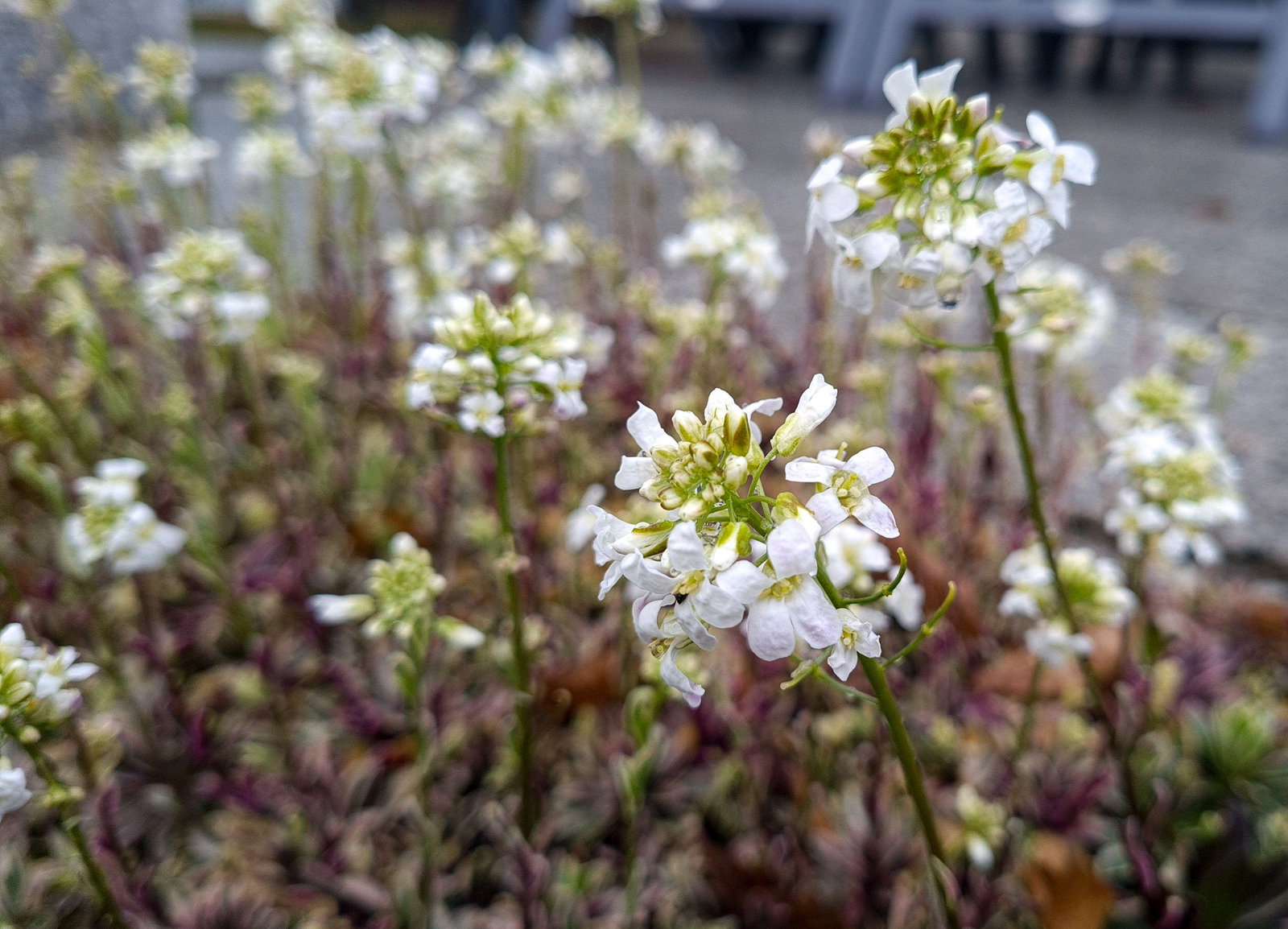 Gnsekresse Variegata - Arabis ferdinandi coburgi Variegata gnstig kaufen