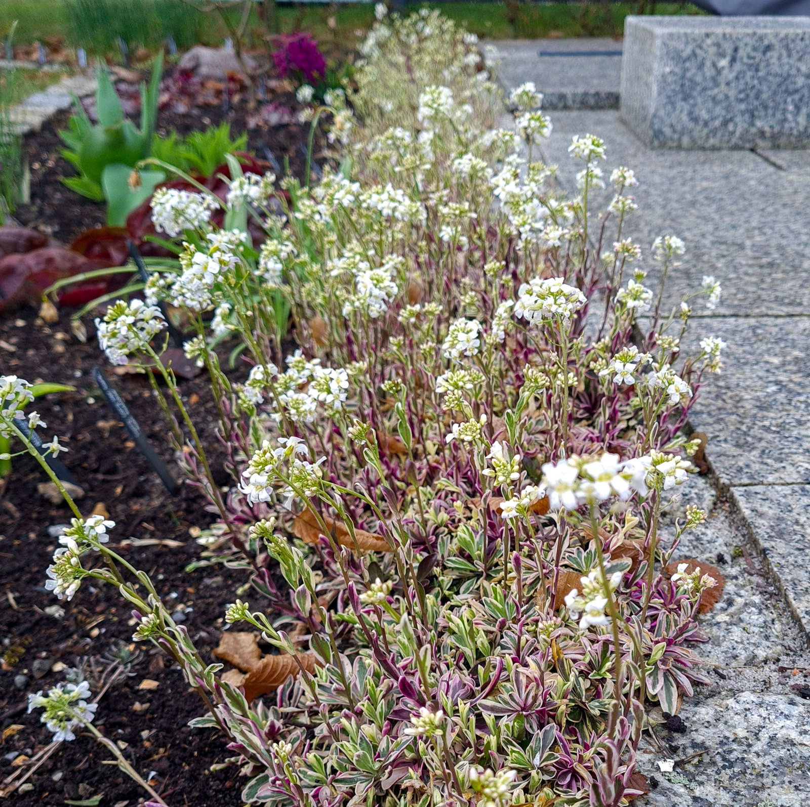 Gnsekresse Variegata - Arabis ferdinandi coburgi Variegata gnstig kaufen
