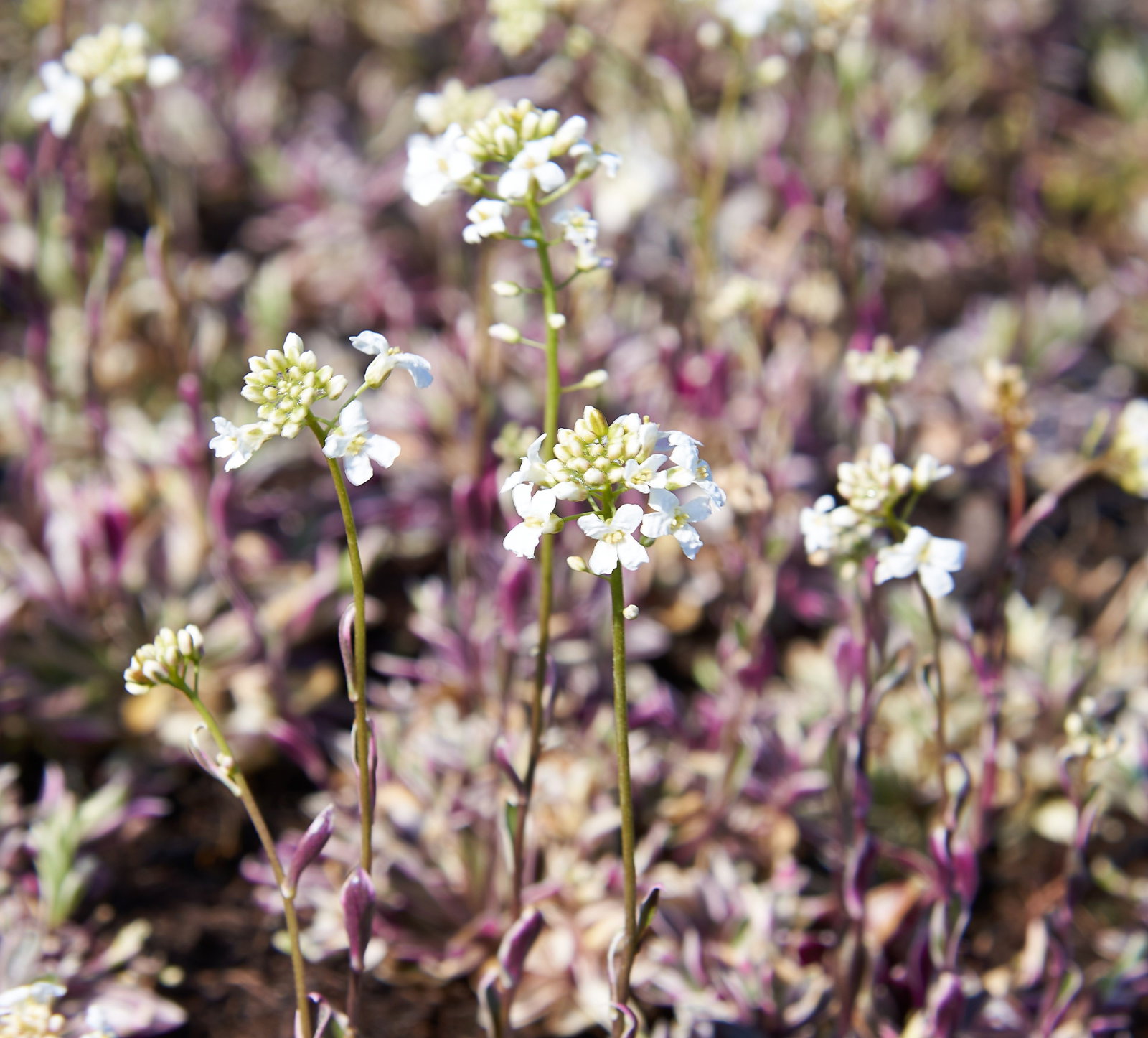 Gnsekresse Variegata - Arabis ferdinandi coburgi Variegata gnstig kaufen