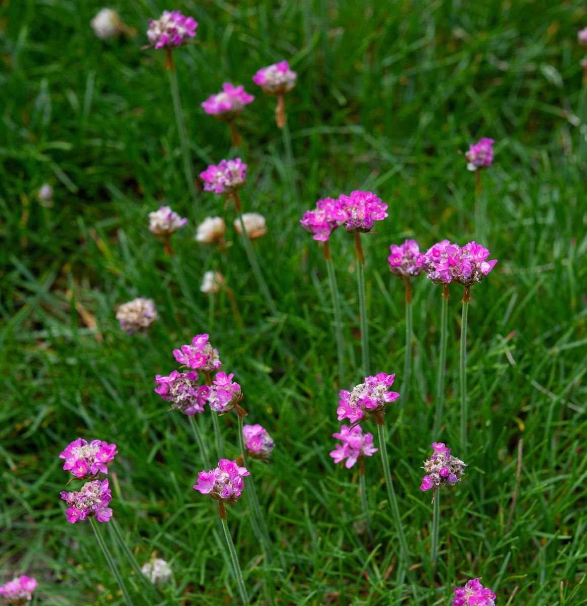 StrandGrasnelke Armeria maritima günstig kaufen