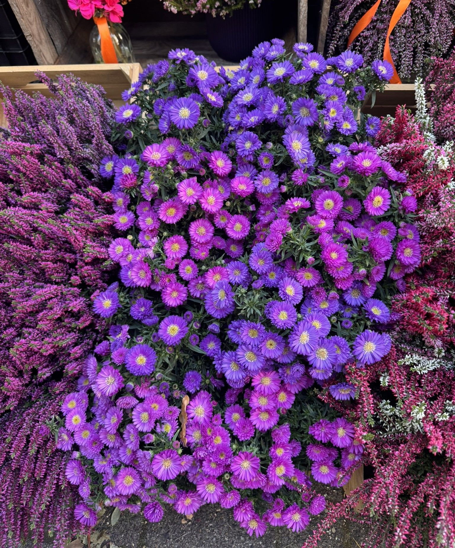 Glattblatt Aster Balkonpflanze - Aster novi-belgii gnstig kaufen