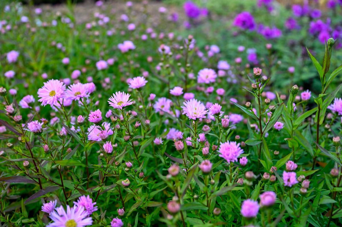 Glattblatt Aster Fellowship Aster Novi Belgii Fellowship G nstig Kaufen glattblatt-aster-fellowship-aster-novi-belgii-fellowship-g-nstig-kaufen