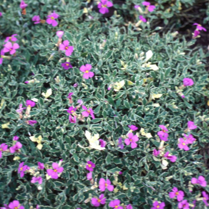 Blaukissen Blaumeise Aubrieta cultorum Blaumeise günstig kaufen