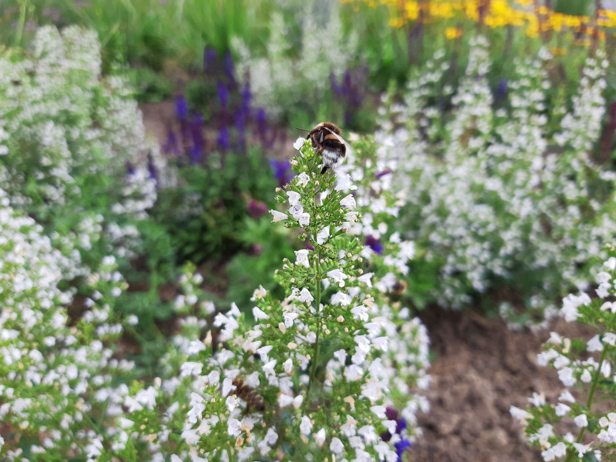Kleinblütige Bergminze Triumphator Calamintha nepeta Triumphator