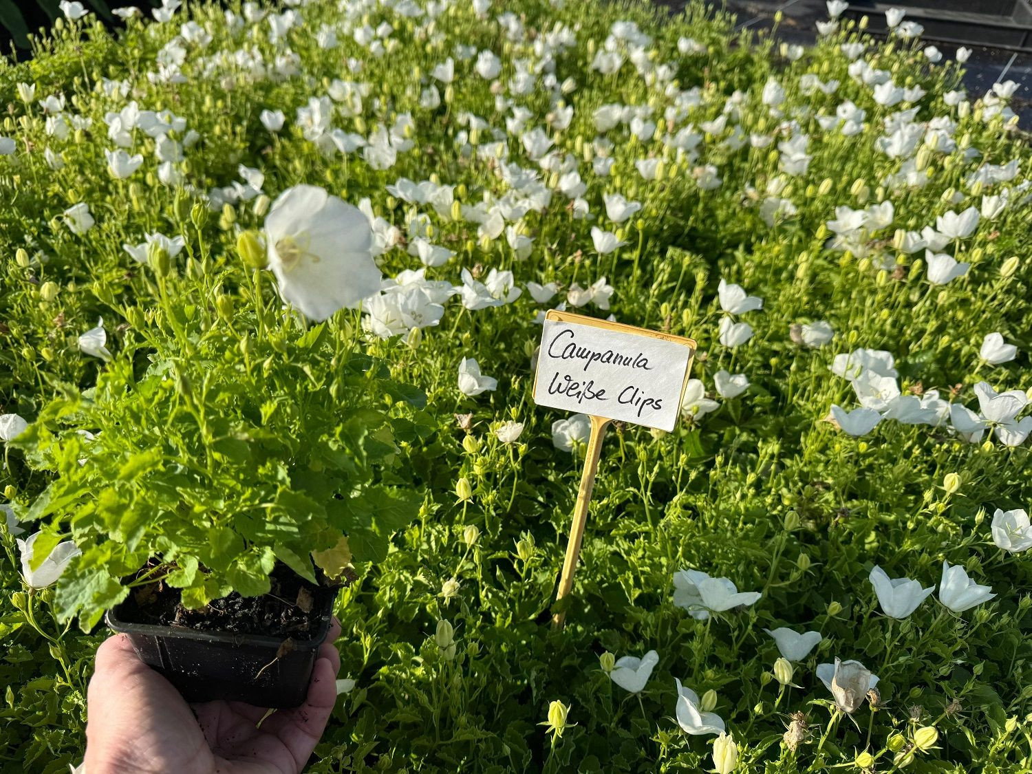 Weie Glockenblume Weie Clips - Campanula carpatica Weie Clips gnstig  kaufen