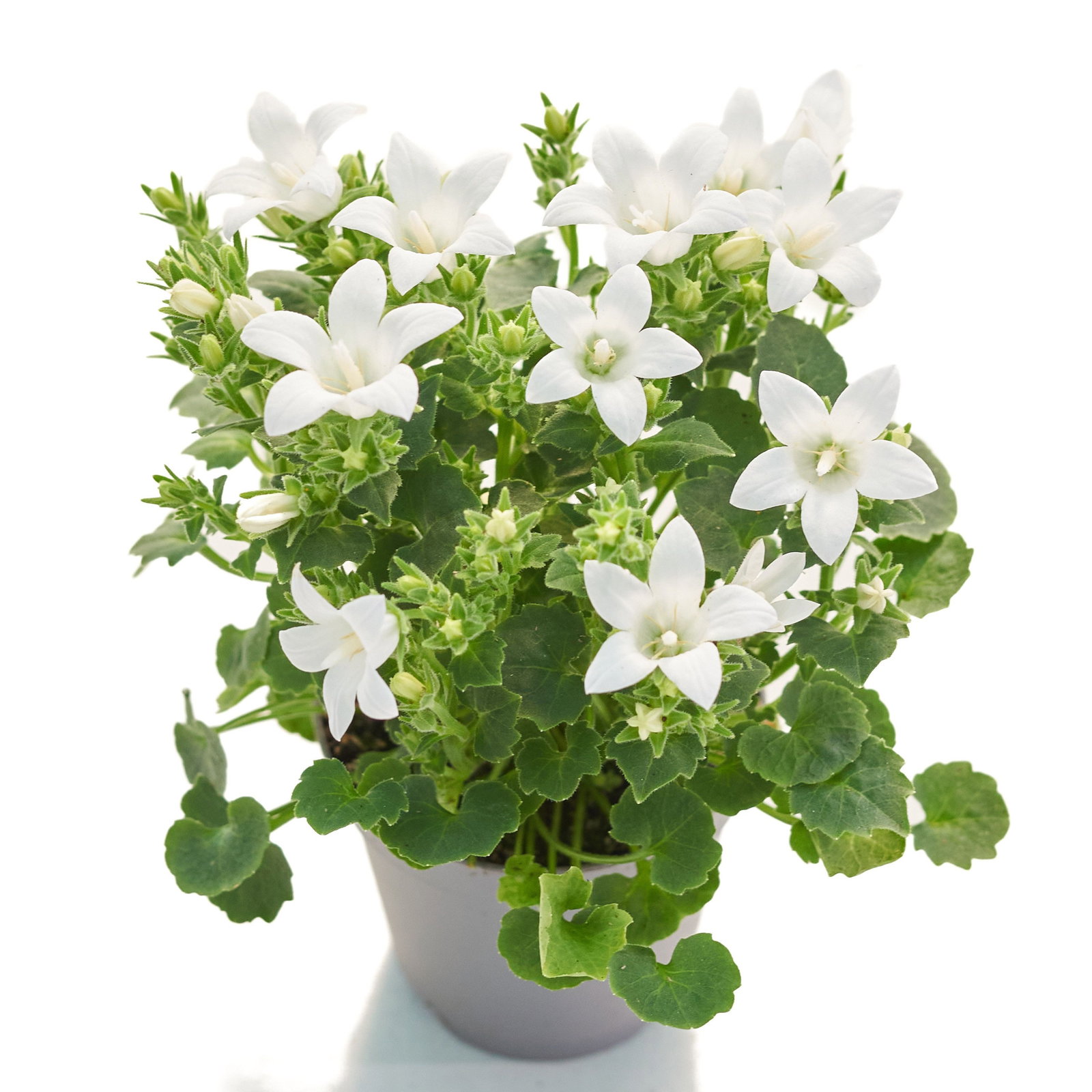 Polster Glockenblume Get Mee - Campanula portenschlagiana Get Mee gnstig  kaufen