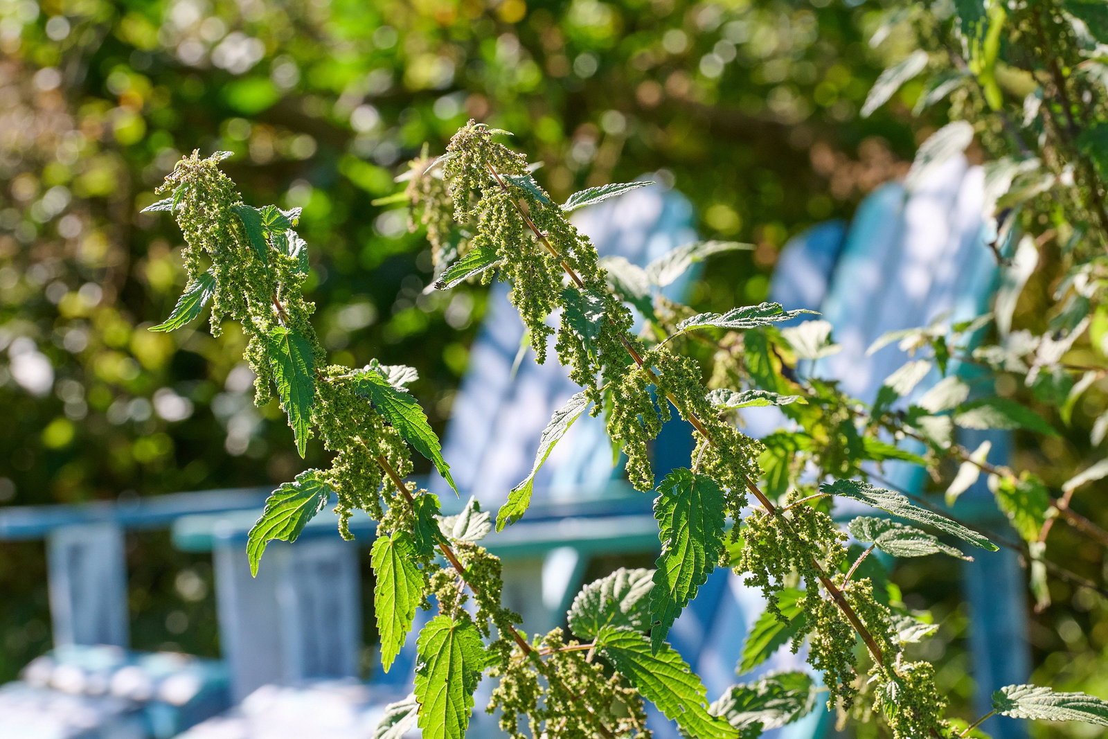 Groe Brennessel - Urtica dioica gnstig kaufen