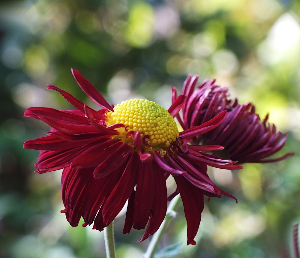 Winteraster Ceddie Mason - Chrysanthemum hortorum Ceddie Mason gnstig  kaufen