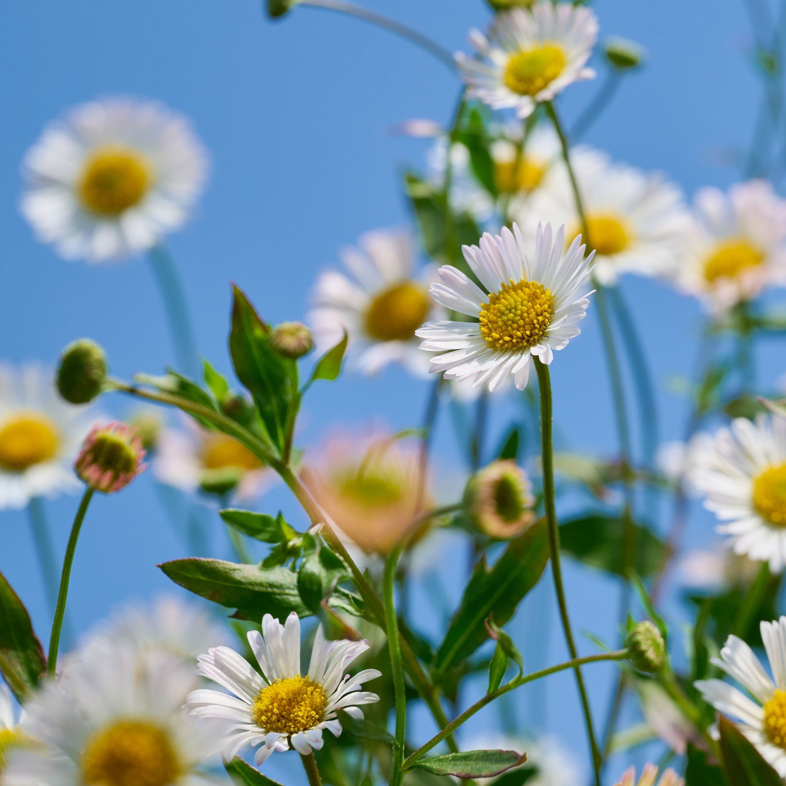 Spanisches Gnseblmchen - Erigeron karvinskianus gnstig kaufen