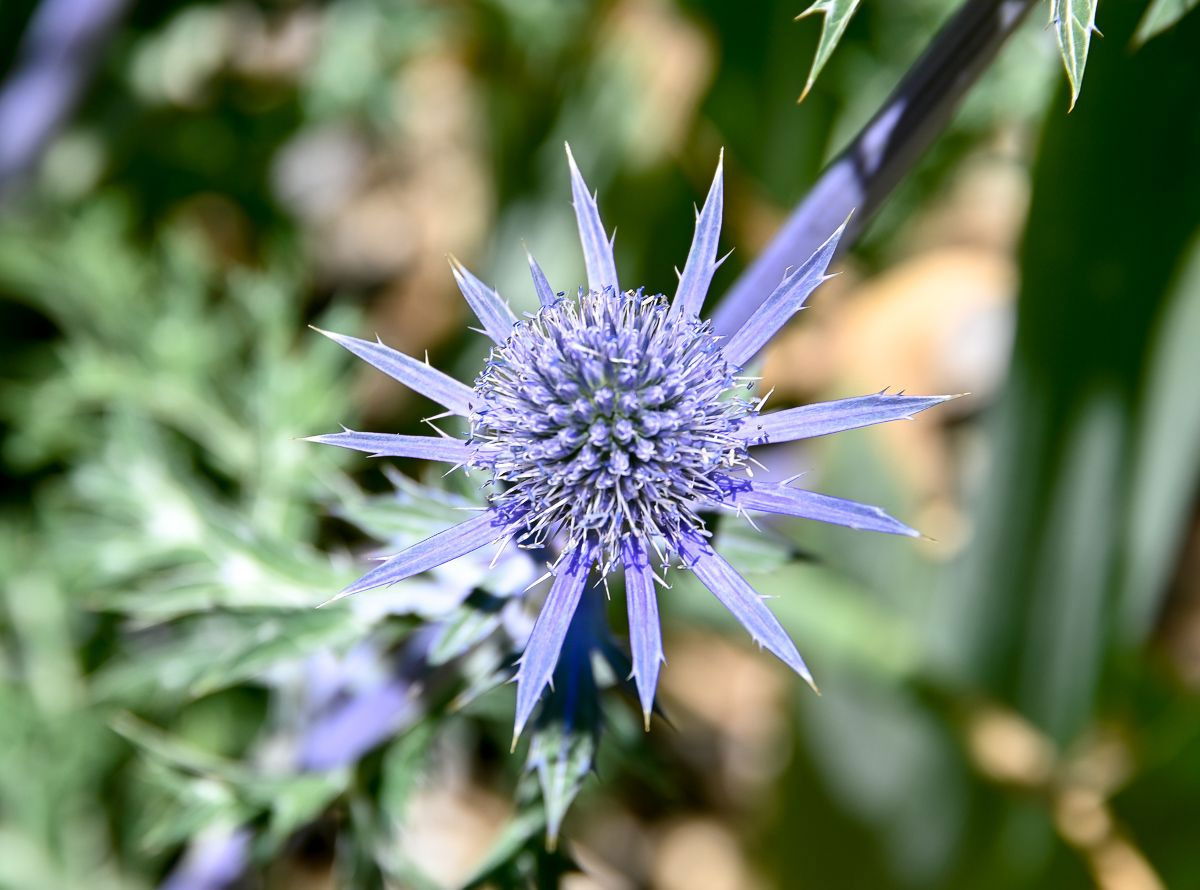 Mannstreu Blue Star Eryngium alpinum Blue Star günstig kaufen