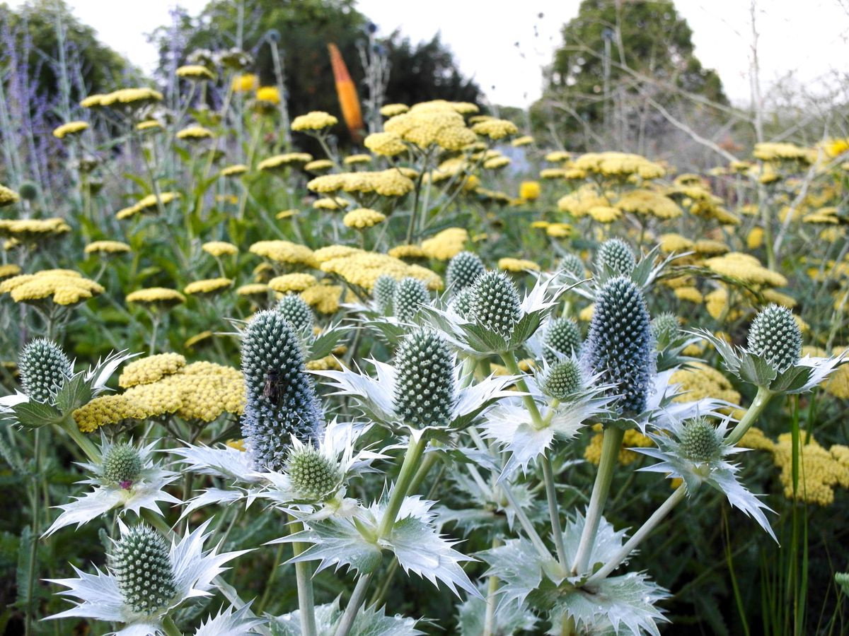 ElfenbeinDistel Eryngium giganteum günstig kaufen