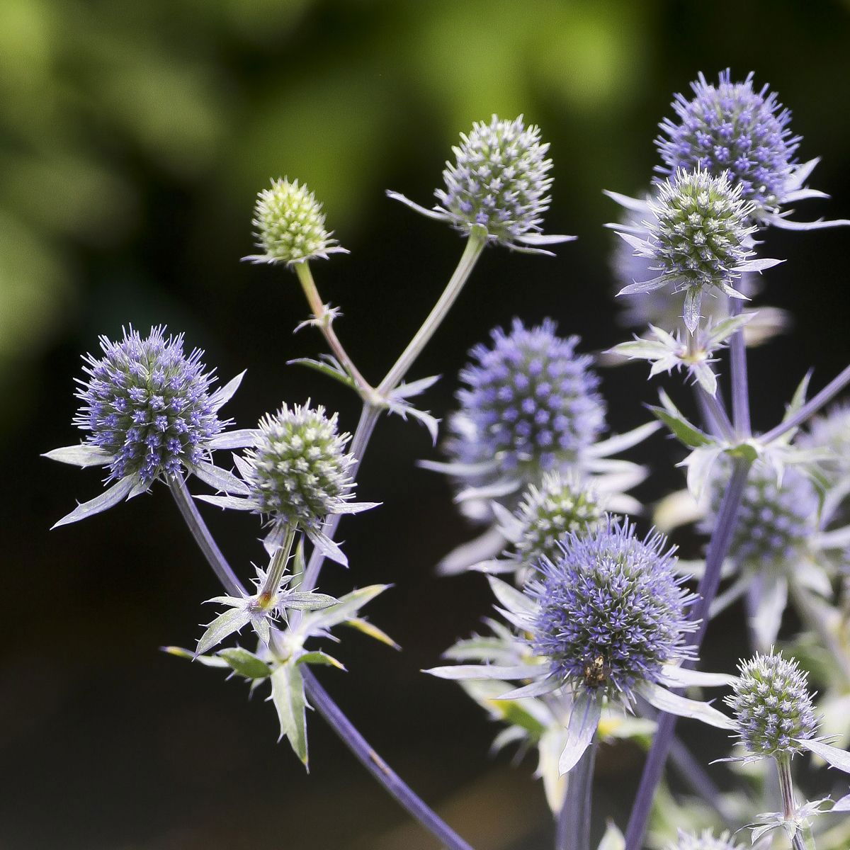 Edeldistel Blue Hobbit Eryngium planum Blue Hobbit günstig kaufen
