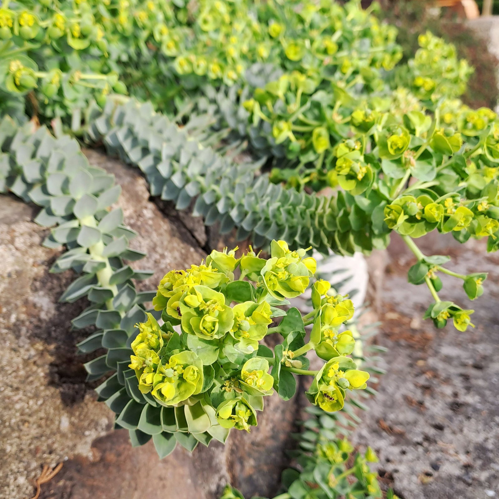 crassula sarmentosa f variegata Buy Crassula Sarmentosa Comet