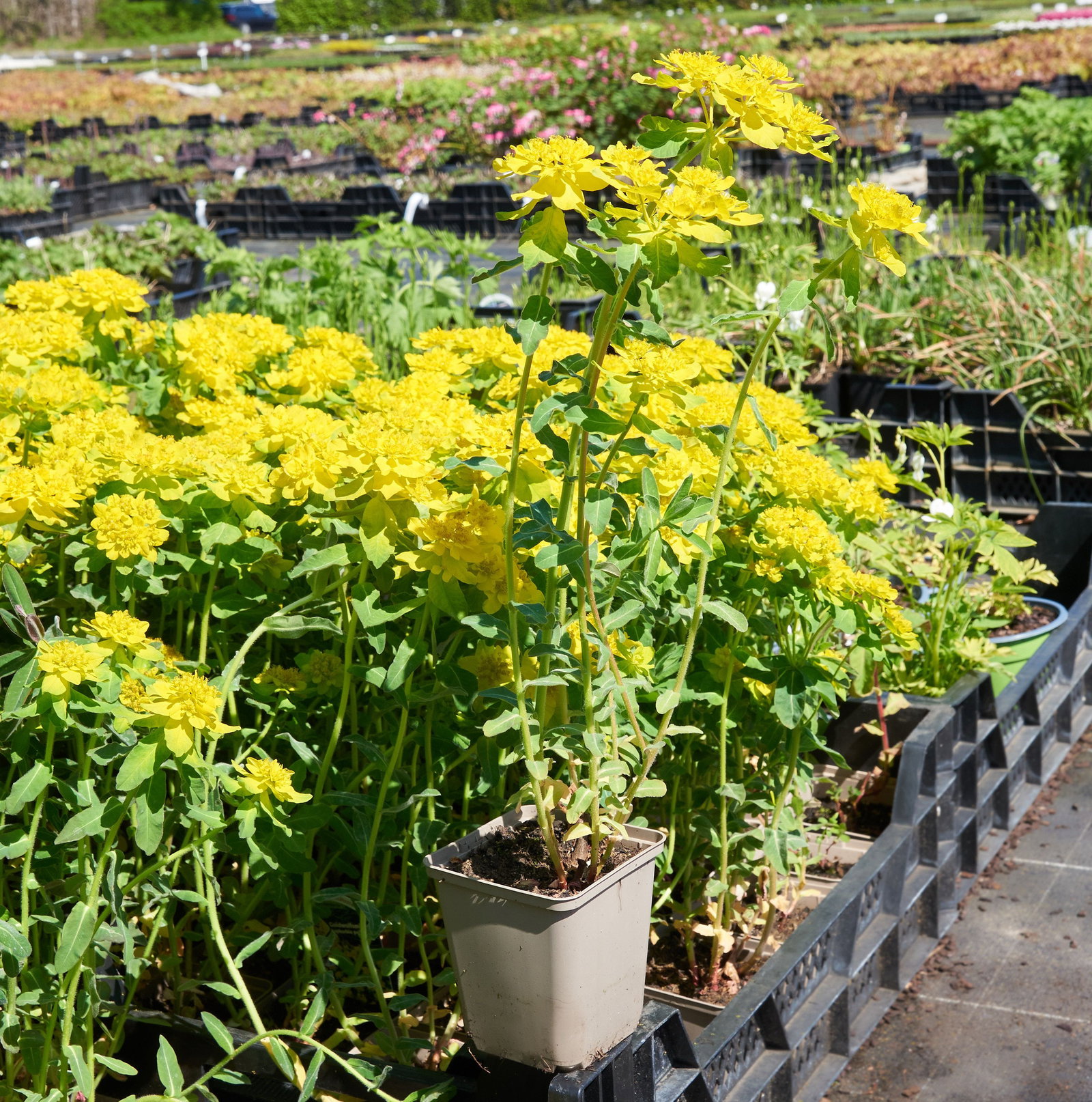 Gold Wolfsmilch - Euphorbia polychroma gnstig kaufen