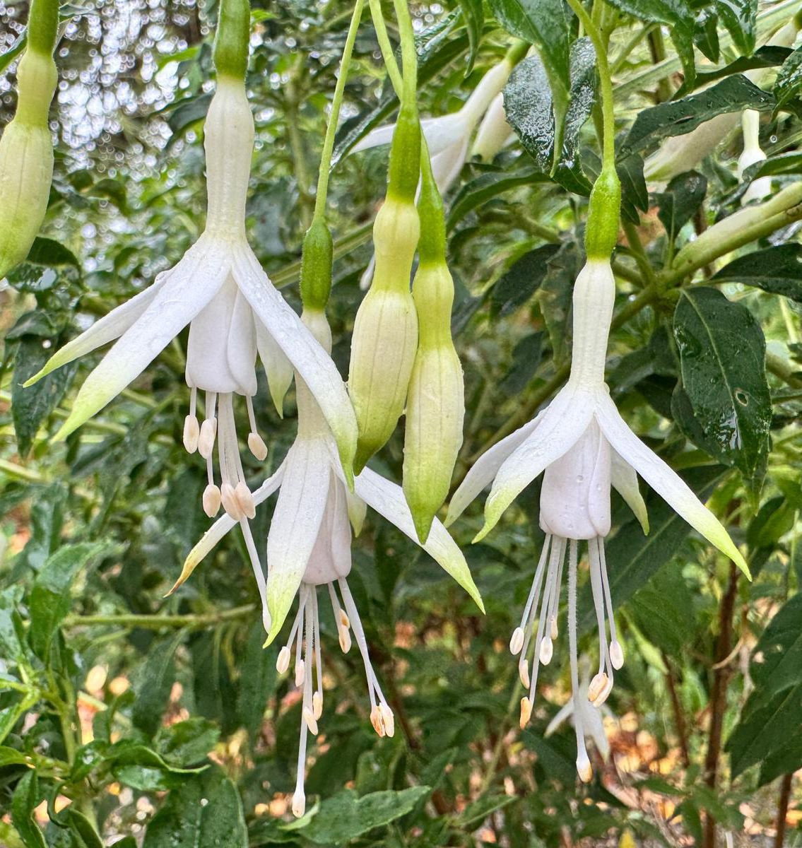 Fuchsie Alba - Fuchsia magellanica Alba gnstig kaufen