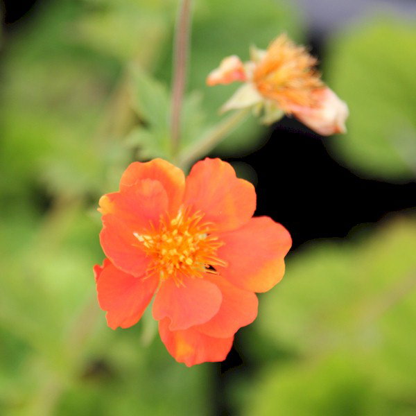 Nelkenwurz Feuermeer Geum coccineum Feuermeer günstig kaufen